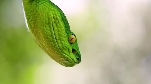 The White-lipped Pit Viper is a venomous pit viper endemic to Southeast Asia and is often found duri