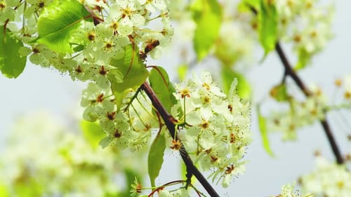 Honeybee Pollinating White Flowers on Tree Branch