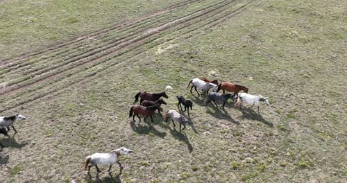 Wild Horses Running Freely in Green Pasture