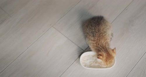 Top View Hungry Kitten Runs to the Food Bowl and Starts to Eat