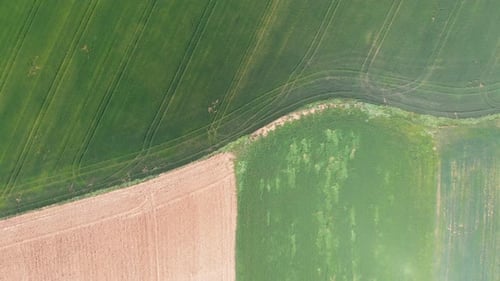 Aerial view of a field with green sprouting young vegetation and a yellow ungreen field surface, abs