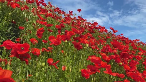 Wild red poppies spring season blue sky smooth glide