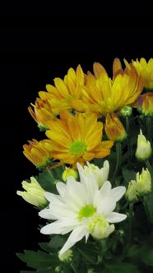 Blooming Chrysanthemum Flowers on Black Background