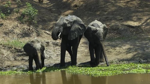 Three African elephants drinking from a pond that is partially covered with aquatic plants. They are