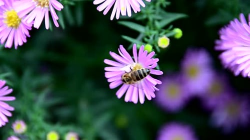Bee Pollinating Purple Flower in Natural Setting