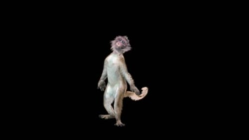 55 Monkey Dance HD