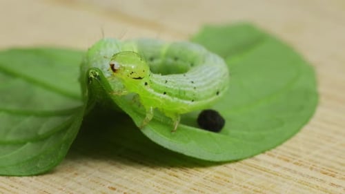 Aufnahme einer grünen Raupe auf einem Blatt, die sich langsam mit geringer Schärfentiefe bewegt