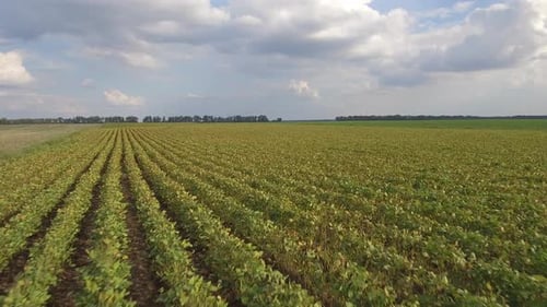 Soy Bean Field