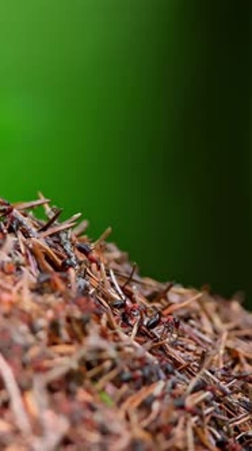 Large Anthill wird in Nahaufnahme gedreht