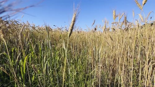 Yellow Spike Wheat Field Sway In The Wind 20