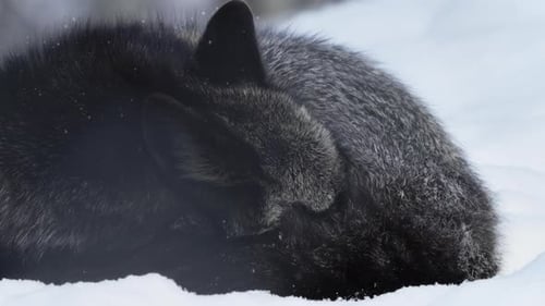 Cunning Silver Fox in the Yukon Forest: Thick-Furred Predator on Icy Winter Terrain