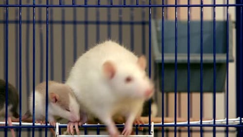 Rats Crawling Around a Blue Wire Cage