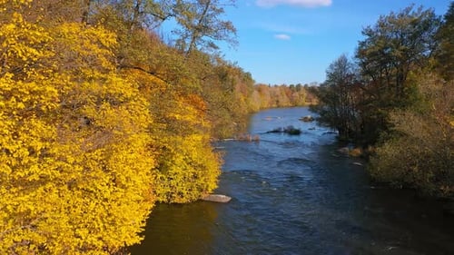Aerial view of yellow natural trees. Beautiful autumn nature landscape.