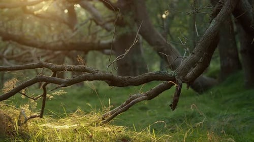 Les rayons du soleil illuminent une prairie forestière créant un jeu de lumière dans la beauté de la nature