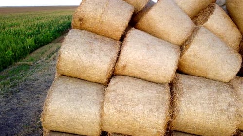 Many Bales Compressed Dry Wheat Straw Twisted Round Rolls on Field