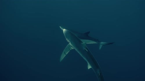 Two Blue Sharks crossing the Atlantic Ocean in slow motion