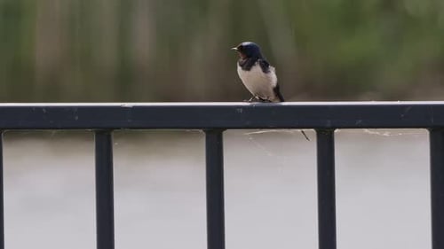 Close to a Barn Swallow on an iron fence along the water