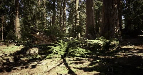 Lush Forest Landscape Featuring Ferns and Tall Trees in Natural Sunlight