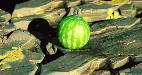 Bright Green Watermelon Resting on Rocky Surface Under Sunlight
