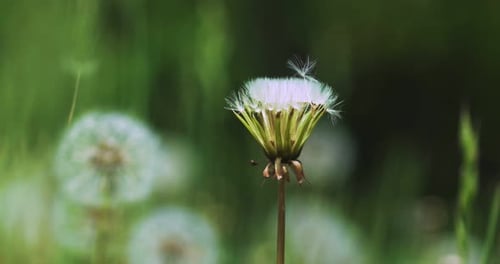 Nahaufnahme von Löwenzahn, der sich im Wind wiegt und herunterfallende Löwenzahnsamen