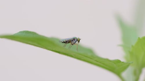Close-up of Vibrant Green, Black, and Brown Insect on a Green Leaf