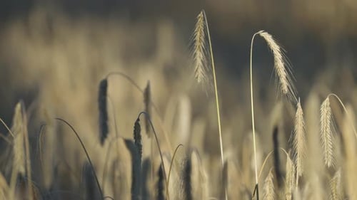 Reife goldene Weizenähren. Parallaxenschuss. Bokeh-Hintergrund.