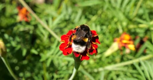 Bumblebee Collects Nectar from Red Flower