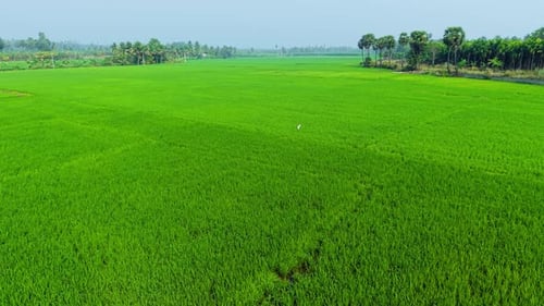 Aerial View of Endless Green Rice Fields with Palm and Coconut Trees