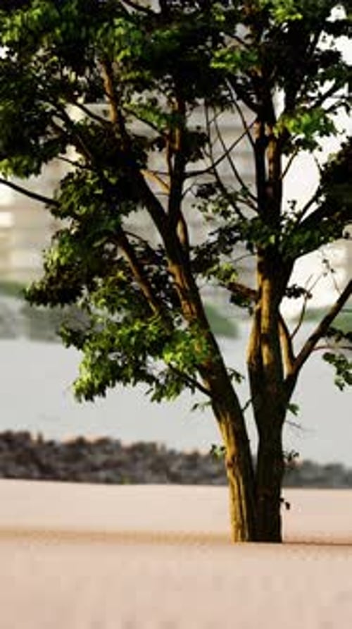 Lone Tree on Beach With City Background