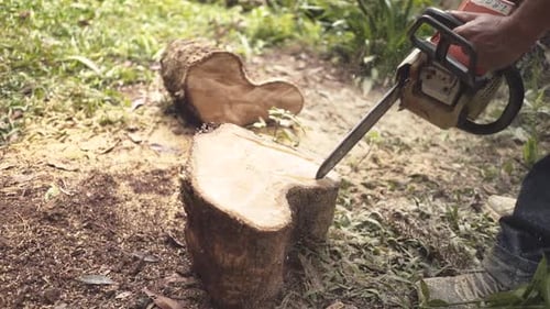 Using Chainsaw to Cut a Tree Stump