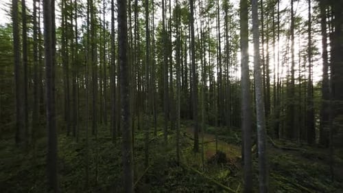 Smooth Flight Between the Trees Close to Branches in a Fabulous Spring Forest