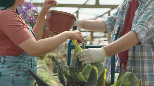 Gardeners Taking Care of Plant in Greenhouse