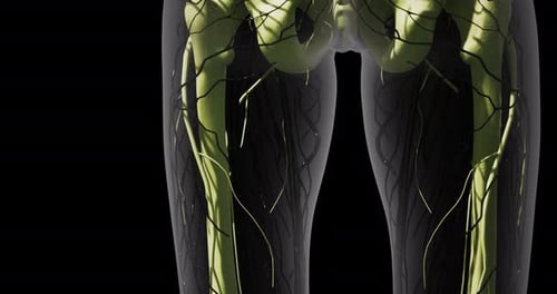 Detailed View of Blood Vessels Showcasing Intricate Network Within the Legs