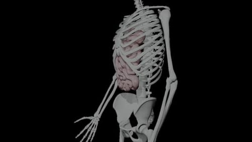 Human bone skeleton structure animation