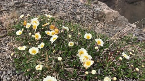 Fleurs jaunes sur un rocher révélant une cascade entre des colonnes de basalte torsadées grises