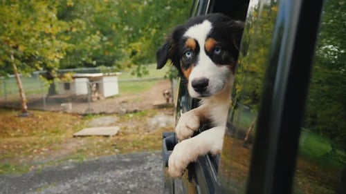 The Dog Leaves the Animal Shelter Looks Out of the Car Window in the Background Cages and Booths
