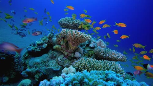 Reef Scene Corals And Fish