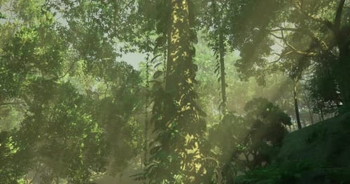 Sunlight Filtering Through Lush Green Trees in a Dense Forest Habitat
