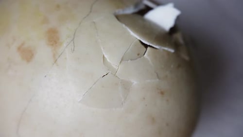 Entlein, Eierschale mit Reißverschluss öffnen, Eierschlüpfen der Moskauer Ente, NAHAUFNAHME