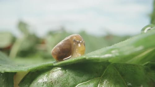 Eine kleine Schnecke klettert aus einer Schale, um sich auf einem Minzblatt in der Sonne zu sonnen.