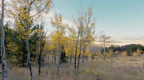 Aspen Trees with Yellow Leaves in Fall