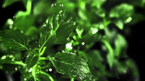 Raindrops Fall on Mint Leaves