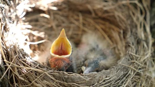 Three Baby Birds Nesting in a Twig Nest