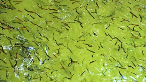 Fish School Floating In Fish Farm 3