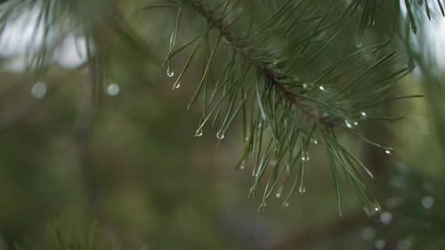 Raindrops pine needle lush and wet, Macro, Close Up