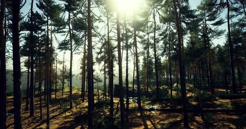 Sunlight Filters Through Tall Trees in a Serene Forest Landscape