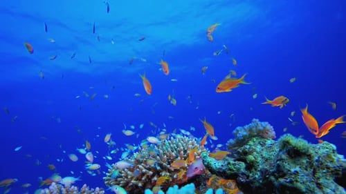 Underwater Colourful Tropical Coral Reef