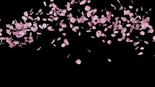 Alpha Channel During Cherry Blossom Seasonal 05 HD