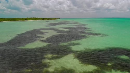 Drone footage of clear turquoise water in Mexico, highlighting seaweed patterns.