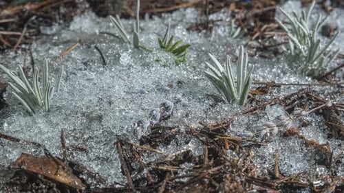 Un gros plan de la fonte des neiges avec des plantes qui germent au début du printemps